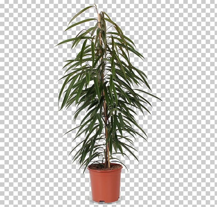 Areca Palm Houseplant Tree Plants Fiddle-leaf Fig PNG, Clipart, Arecales, Areca Palm, Date Palms, Dragon Tree, Dypsis Free PNG Download