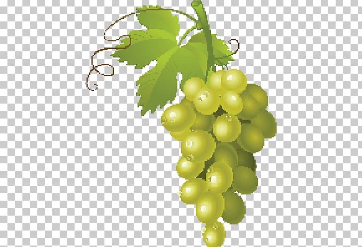 Common Grape Vine Wine PNG, Clipart, Common Grape Vine, Food, Fruit, Grape, Grape Seed Extract Free PNG Download