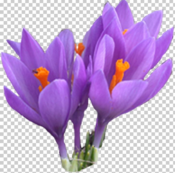Crocus Serbia Saffron Daylight Registration Fee PNG, Clipart, Crocus, Daylight, Flower, Flowering Plant, Herbaceous Plant Free PNG Download