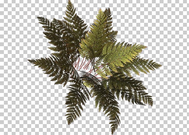 Fern PNG, Clipart, Butterfly, Com, Fern, Ferns, Ferns And Horsetails Free PNG Download