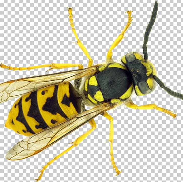 Paper Wasp Bee Insect Ant PNG, Clipart, Ant, Arthropod, Common Wasp, East West Pest Control, Fly Free PNG Download