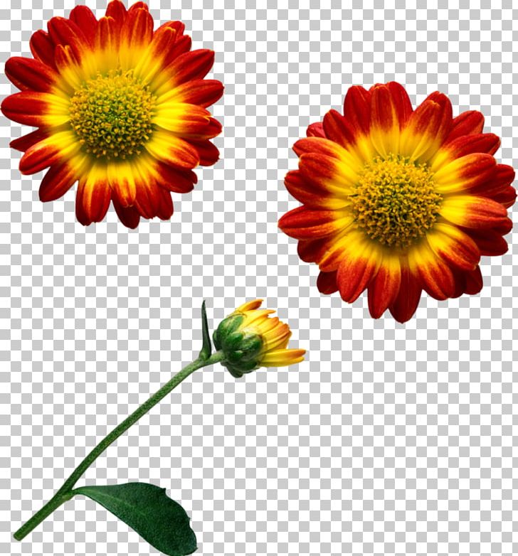 Common Daisy Cut Flowers Transvaal Daisy Chrysanthemum PNG, Clipart, Annual Plant, Bff, Blanket Flowers, Calendula, Chrysanthemum Free PNG Download