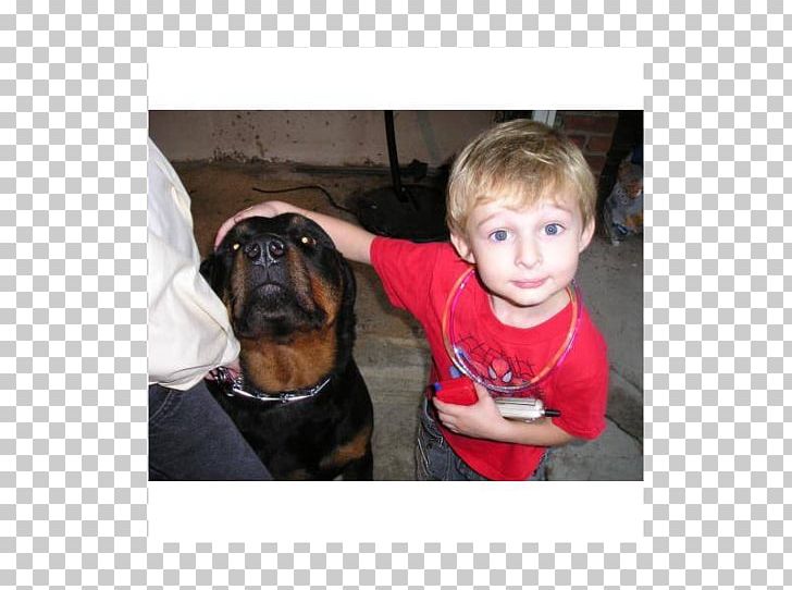 Dog Breed Boxer Puppy Love Bullmastiff PNG, Clipart, Animals, Boxer, Bullmastiff, Carnivoran, Crossbreed Free PNG Download
