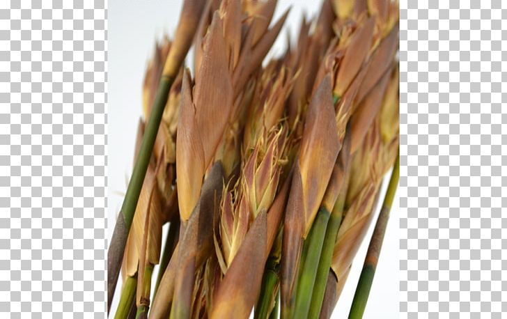 Emmer Spelt Common Wheat PNG, Clipart, Cereal, Commodity, Common Wheat, Dinkel Wheat, Emmer Free PNG Download