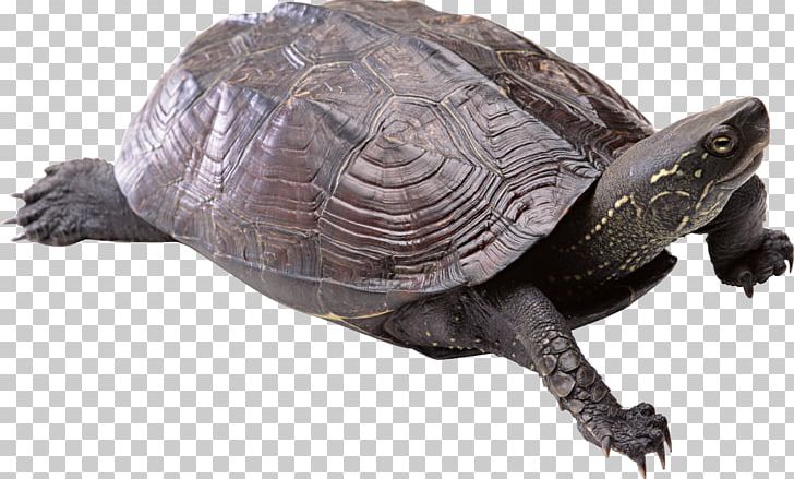 Green Sea Turtle PNG, Clipart, Animals, Box Turtle, Chelydridae, Common Snapping Turtle, Computer Icons Free PNG Download