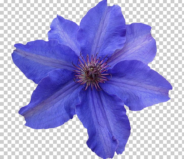 Sky Blue Flower PNG, Clipart, Albom, Blog, Blue, Clematis, Color Free PNG Download