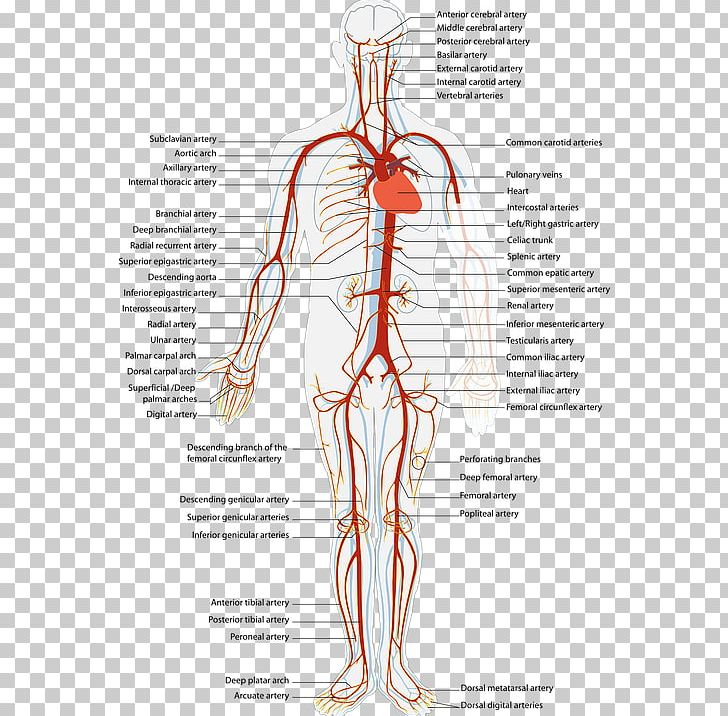 Artery Blood Vessel Cardiovascular Disease Human Body Vein PNG, Clipart,  Free PNG Download