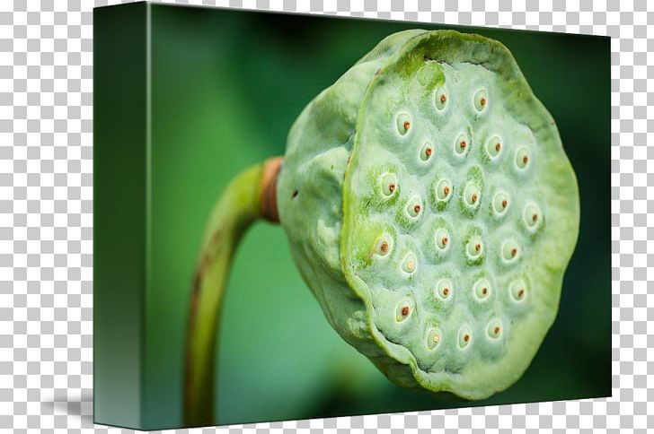 Lotus Seed Nelumbo Nucifera Trypophobia Plant Pathology PNG, Clipart, Cutaneous Condition, Disease, Fruit, Lotus, Lotus Seed Free PNG Download