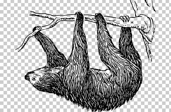 Sloth Sid Drawing PNG, Clipart, Beak, Bird, Black And White, Drawing, Fauna Free PNG Download