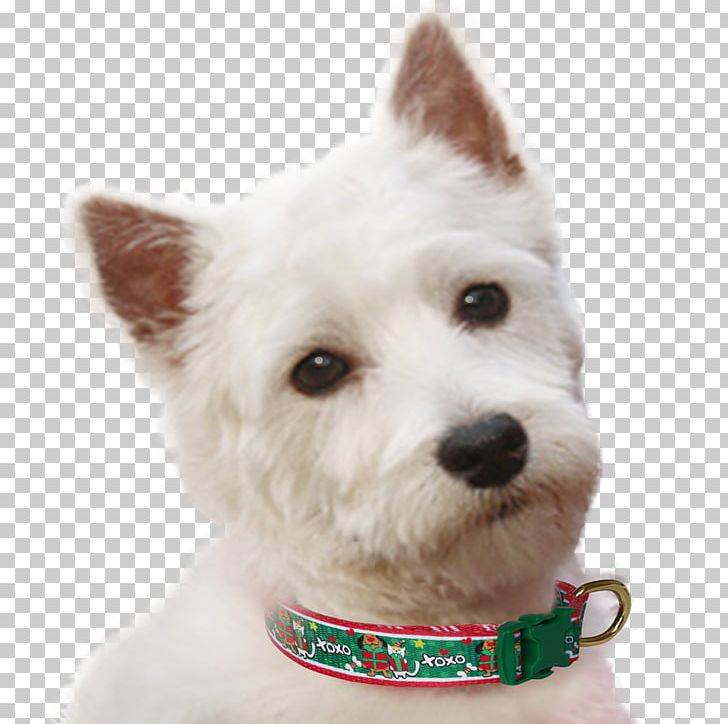 West Highland White Terrier Dog Breed Rare Breed (dog) Companion Dog Dog Collar PNG, Clipart, Breed, Breed Group Dog, Carnivoran, Celebration, Christmas Free PNG Download