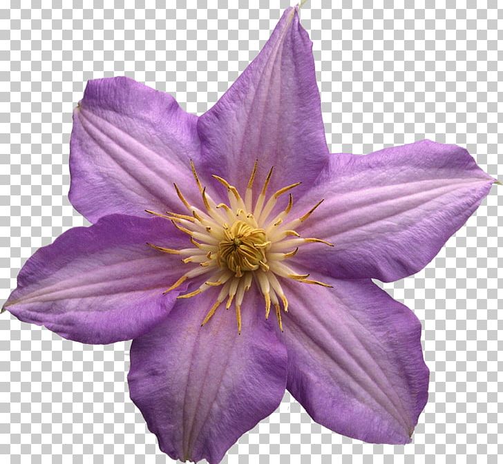 Flower Photography PNG, Clipart, Clematis, Cosmos Flower, Daffodil, Flower, Flowering Plant Free PNG Download