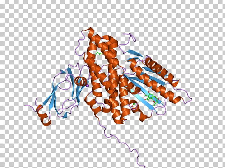 Pyruvate Dehydrogenase Kinase Pyruvate Dehydrogenase Complex Dihydrolipoyl Transacetylase Enzyme PNG, Clipart, Acetyltransferase, Betagalactoside Transacetylase, Enzyme, Kinase, Line Free PNG Download