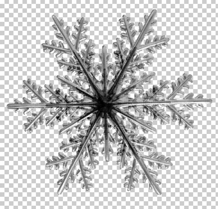 Snowflake Child PNG, Clipart, Atmosphere, Black And White, Branch, Child, Cold Free PNG Download