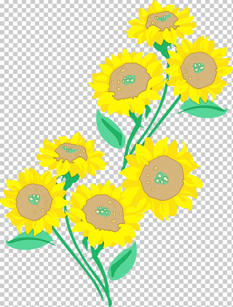 Sunflower PNG, Clipart, Cartoon, Chamomile, Cut Flowers, Flower, Mayweed Free PNG Download