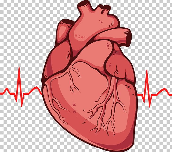 Heart Drawing Anatomy Diagram PNG, Clipart, Anatomy, Arm, Art, Clip Art, Diagram Free PNG Download