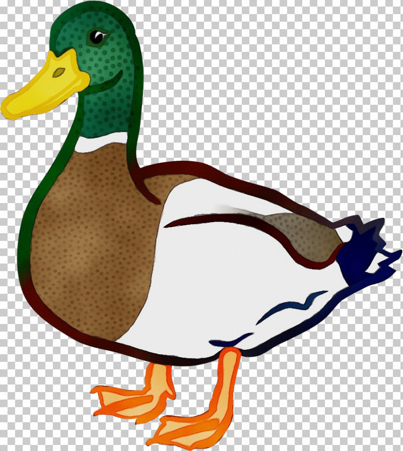 Duck Mallard Bird Ducks, Geese And Swans Water Bird PNG, Clipart, American Black Duck, Beak, Bird, Duck, Ducks Geese And Swans Free PNG Download