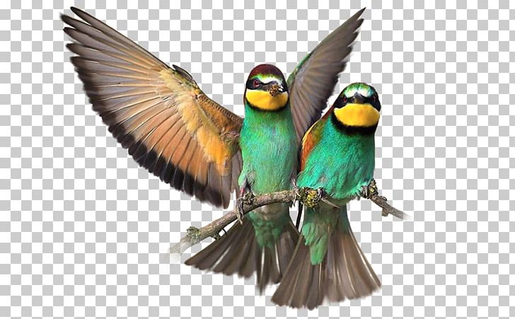 Budgerigar Bird Parrot Eurasian Magpie Macaw PNG, Clipart, Animals, Beak, Bird, Bird Feeding, Bird Food Free PNG Download