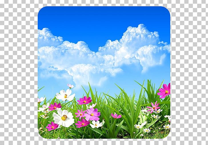 Flower Desktop Stock Photography PNG, Clipart, Annual Plant, Blossom, Cloud, Common Daisy, Computer Wallpaper Free PNG Download