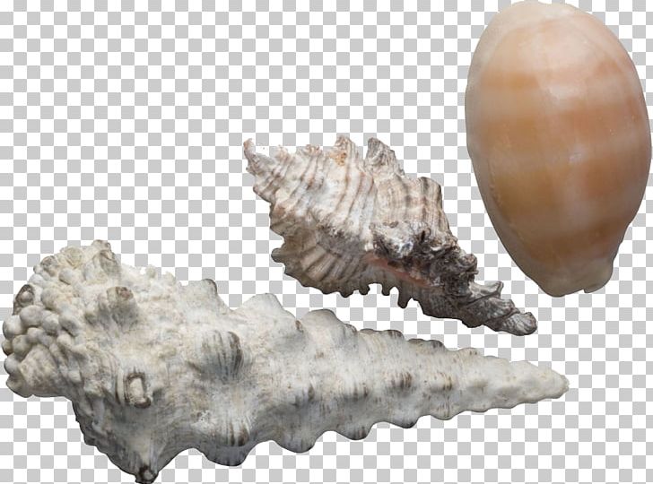 Seashell Sea Snail Conch Google S PNG, Clipart, Conch Creative Photography, Conchology, Creative Ads, Creative Artwork, Creative Background Free PNG Download