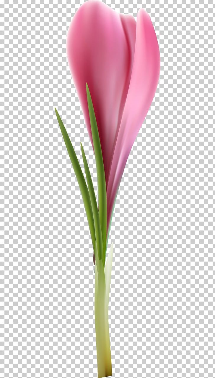Tulip Cut Flowers Petal Plant Stem Flowerpot PNG, Clipart, Closeup, Closeup, Crocus, Cut Flowers, Flower Free PNG Download
