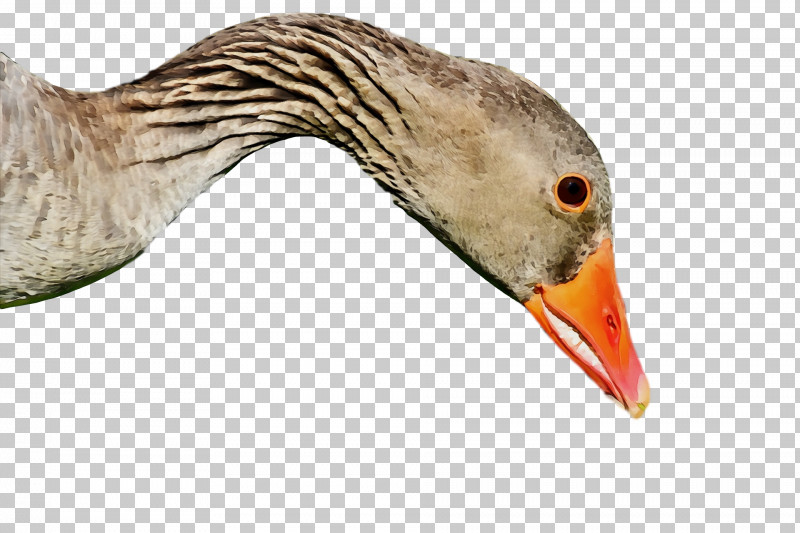 Beak Bird Goose Water Bird Duck PNG, Clipart, Animal, Beak, Bird, Black Skimmer, Duck Free PNG Download