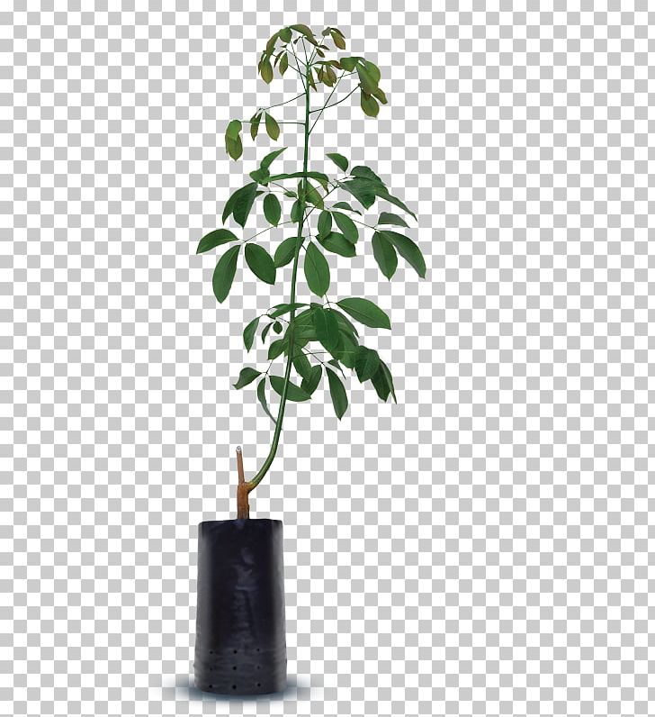 Flowerpot Houseplant Plant Stem PNG, Clipart, Branch, Flowerpot, Houseplant, Mubah, Others Free PNG Download