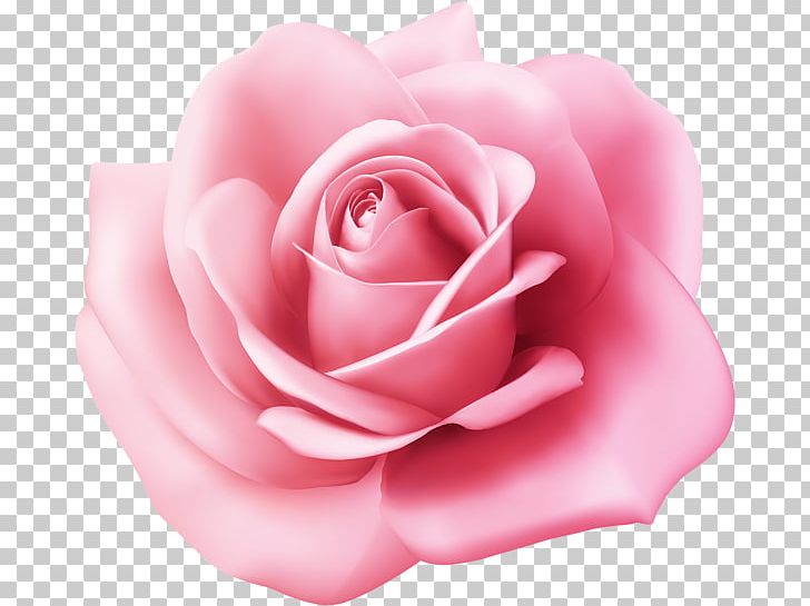 Garden Roses Cabbage Rose Floribunda China Rose PNG, Clipart, Blue Rose, China Rose, Closeup, Cut Flowers, Fleur Free PNG Download