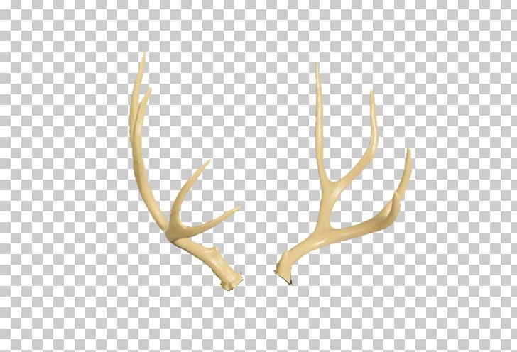White-tailed Deer Antler Moose Elk PNG, Clipart, Animal, Animals, Antler, Antlers, Cougar Free PNG Download