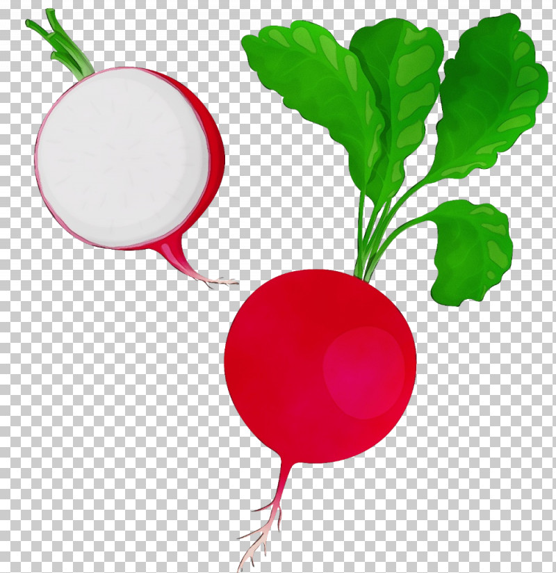 Vegetable Beetroot Radish Flower Fruit PNG, Clipart, Beetroot, Flower, Fruit, Paint, Radish Free PNG Download