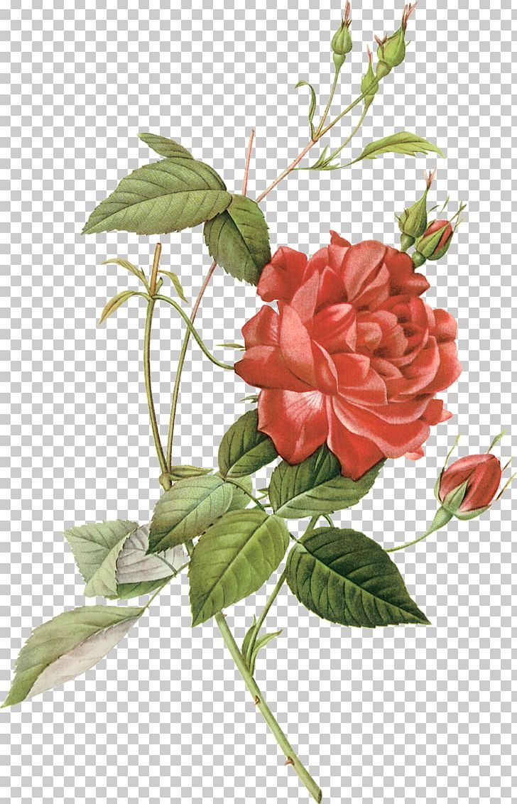 A Single Rose Florist PNG, Clipart, Branch, Centifolia Roses, China Rose, Cut Flowers, Drawing Free PNG Download