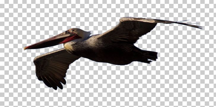 Bird Brown Pelican PNG, Clipart, Alpha, Animal, Animals, Beak, Bird Free PNG Download