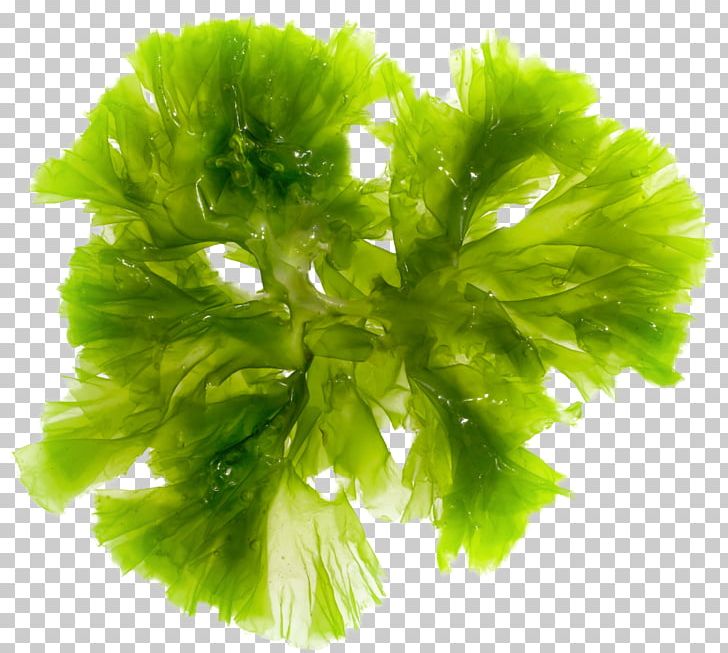 Brown Algae Seaweed Green Algae Red Algae PNG, Clipart, Algae, Algae Red, Biology, Brown Algae, Drug Delivery Free PNG Download