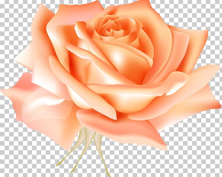 Centifolia Roses Blue Rose Flower PNG, Clipart, Blue, Desktop Wallpaper, Floribunda, Fruit Nut, Happy Birthday Vector Images Free PNG Download