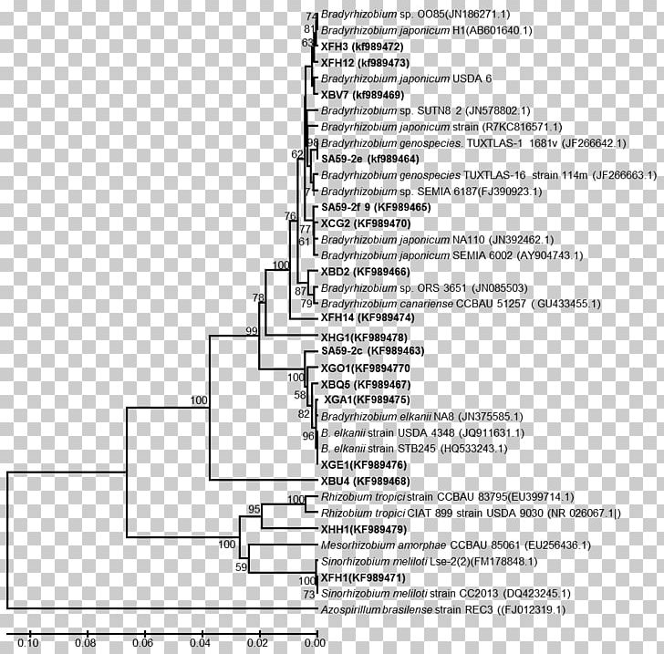 Nucleic Acid Sequence Sequence Analysis Phylogenetics Neighbor Joining Bacteria PNG, Clipart, Angle, Area, Bacteria, Black And White, Diagram Free PNG Download