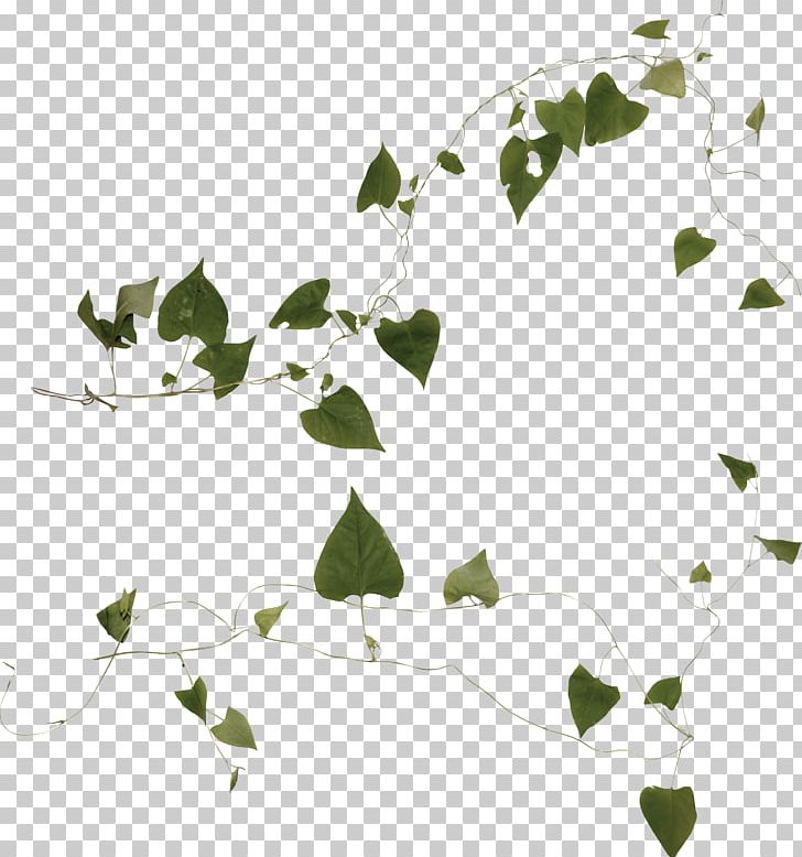 Plant Liana Ivy PNG, Clipart, Albom, Bindweed, Branch, Clip Art, Computer Icons Free PNG Download
