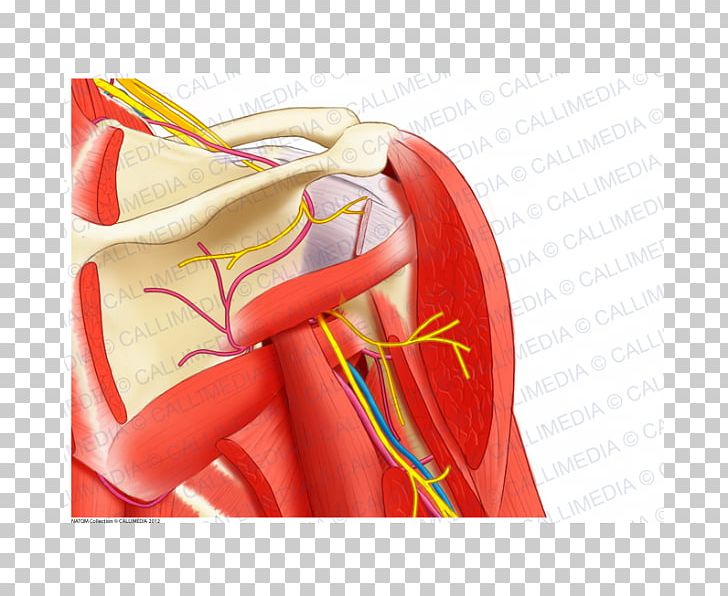 Shoulder Nerve Human Anatomy Muscle PNG, Clipart, Anatomy, Arm, Blood Vessel, Cervical Vertebrae, Deltoid Muscle Free PNG Download