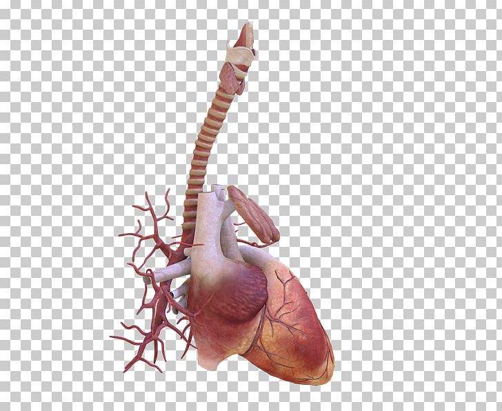 Organism PNG, Clipart, Anatomia, Arm, Jaw, Joint, Neck Free PNG Download