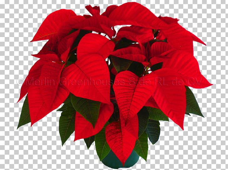 Poinsettia Petal Flower Christmas Eve PNG, Clipart, Christmas, Christmas Eve, Color, Cut Flowers, Flower Free PNG Download