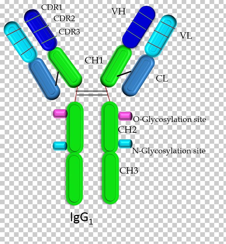 Single-domain Antibody Immunoglobulin G Immunoglobulin Domain Immunoglobulin Heavy Chain PNG, Clipart, Antibody, Camelids, Glycosylation, Immunoglobulin Domain, Immunoglobulin G Free PNG Download
