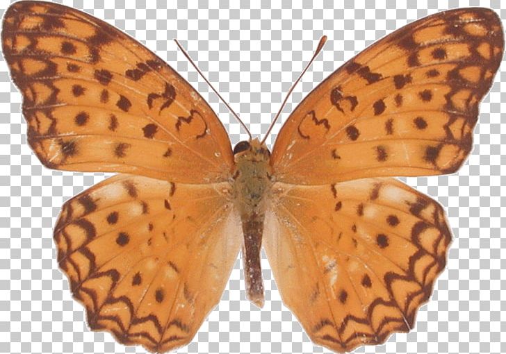 Butterfly Stock Photography PNG, Clipart, Arthropod, Brush Footed Butterfly, Butterflies And Moths, Butterfly, Depositphotos Free PNG Download