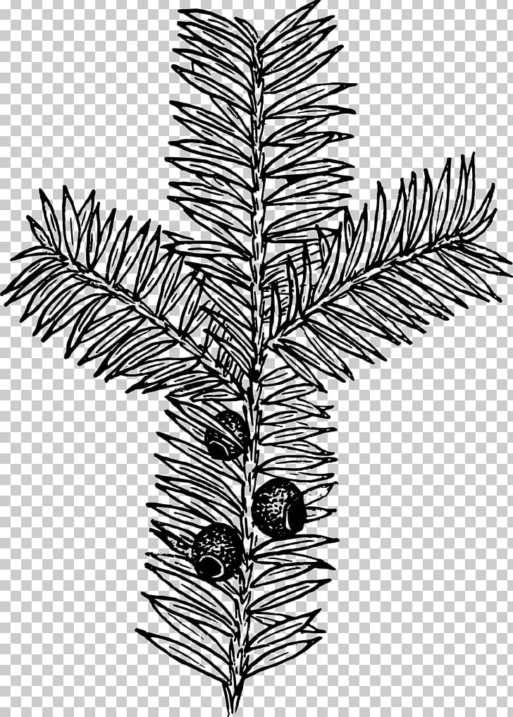 Drawing Botany Taxus PNG, Clipart, Arborvitae, Black And White, Botany, Branch, Conifer Free PNG Download