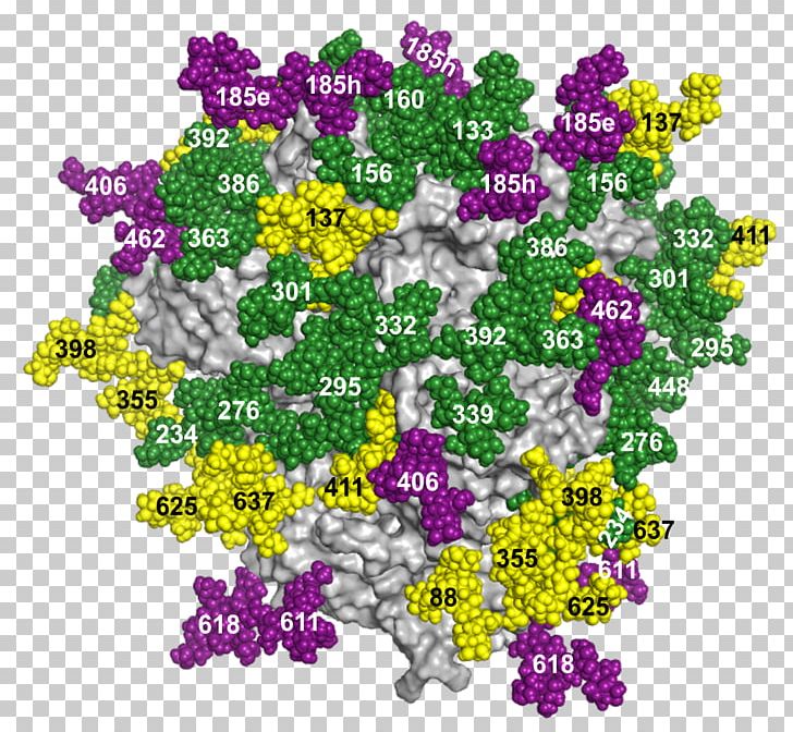 Glycosylation HIV Vaccine Glycan Glycoprotein Peptide PNG, Clipart, Alisons, Alyssum, Enzyme, Flora, Floral Design Free PNG Download