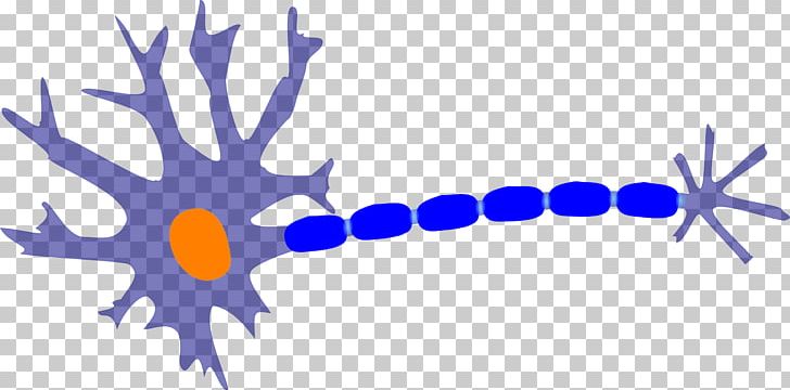 Nerve Neuron Nervous System Cell PNG, Clipart, Acon, Axon, Brain, Branch, Cell Free PNG Download