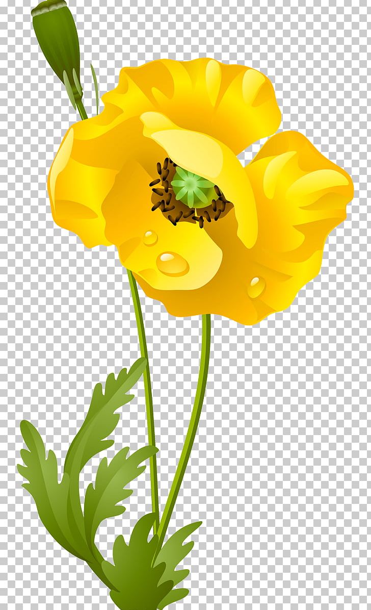 Poppy Plant Stem Cut Flowers PNG, Clipart, Blume, Cicek, Cicek Resimleri, Common Poppy, Cut Flowers Free PNG Download