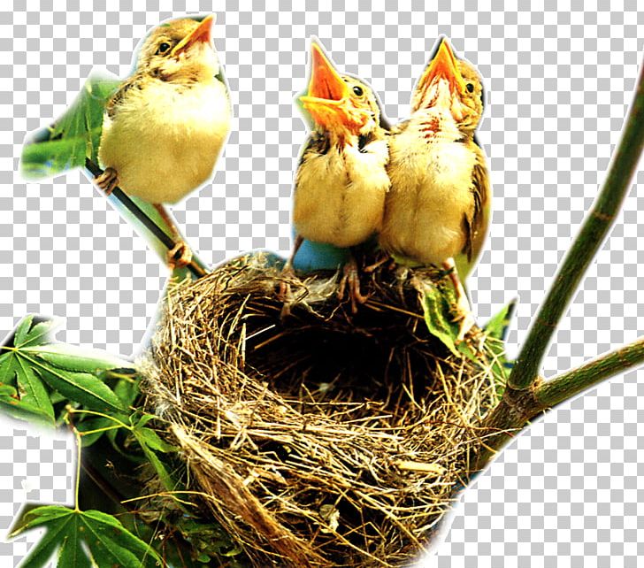 Bird Nest Edible Bird's Nest PNG, Clipart, Beak, Bird, Bird Nest, Birds, Branches Free PNG Download