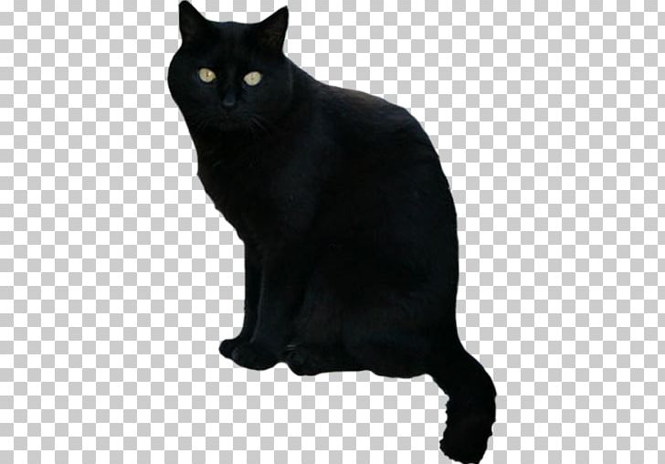 Black Cat Scary Halloween Android PNG, Clipart, Android, Animals, App Store, Asian, Black Free PNG Download