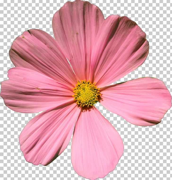 Cosmos Bipinnatus Flower Artist's Portfolio PNG, Clipart, Annual Plant, Art, Artists Portfolio, Career Portfolio, Clip Art Free PNG Download