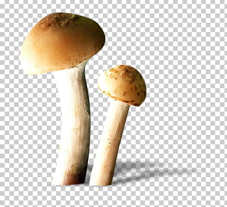 Edible Mushroom Fungus Food PNG, Clipart, Animaatio, Boletus Edulis, Champignon, Edible, Edible Mushroom Free PNG Download