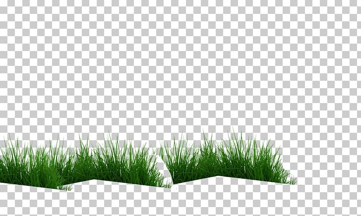 Vetiver Commodity Chrysopogon PNG, Clipart, Chrysopogon, Chrysopogon Zizanioides, Commodity, Grass, Grass Family Free PNG Download