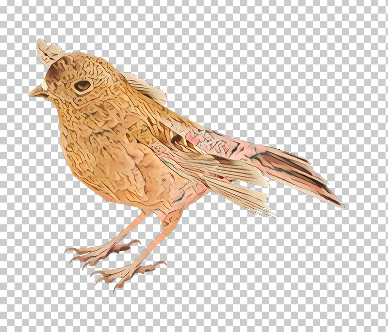 Bird Beak Songbird Perching Bird Finch PNG, Clipart, Beak, Bird, Finch, House Sparrow, Perching Bird Free PNG Download
